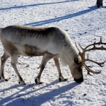 Reindeer, Chena Hotsprings, Alaska