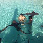 Nurse sharks, Compass Cay, Exumas, Bahamas