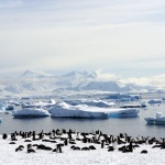 Cuverville Island, Antarctica