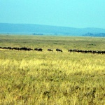 Wildebeest and zebra on the great migration. Near Ngorongoro Crater, East Africa